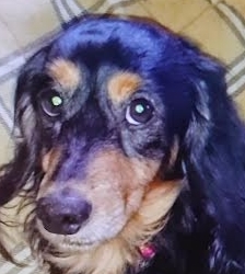 岩国市Ｈ様犬のクッキーくん