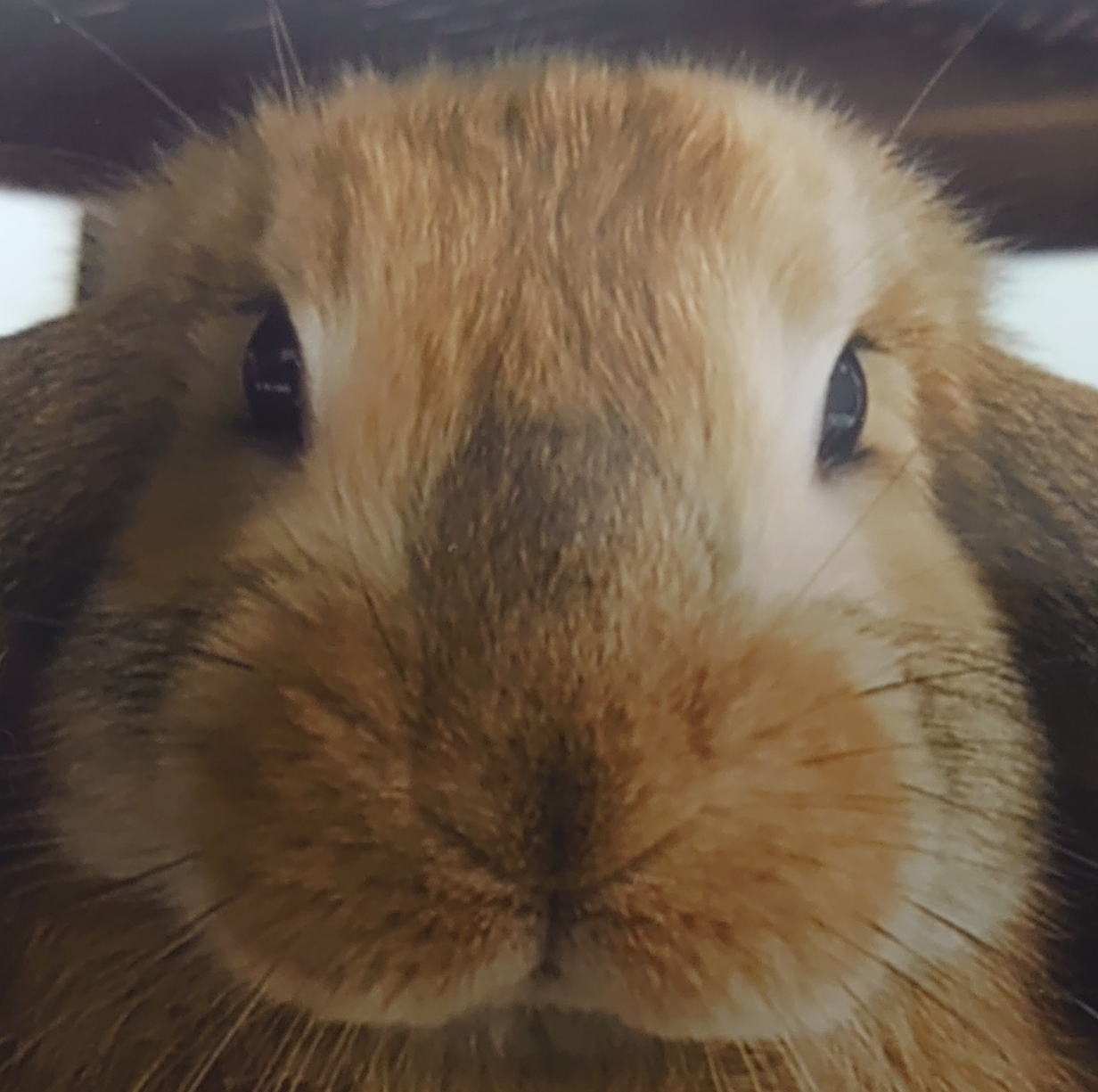 bunny様② アウトレット売上 euro.com.br