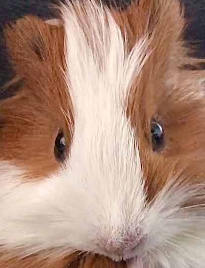 下松市Ｓ様モルモットのぷーきちくん