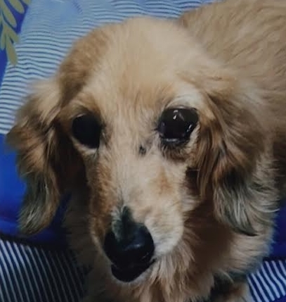 下松市Ｆ様犬のマロンちゃん