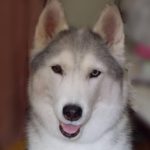 下松市Ｆ様犬のチョビちゃん