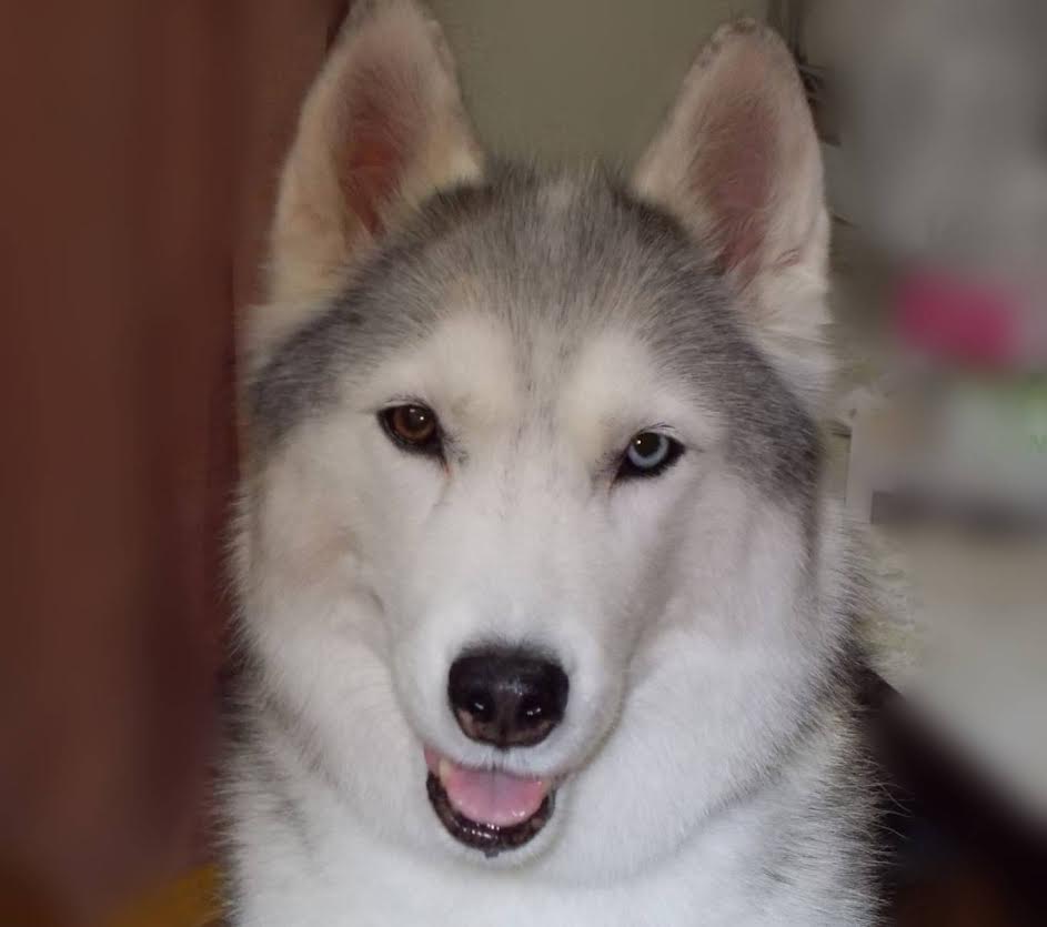 下松市Ｆ様犬のチョビちゃん