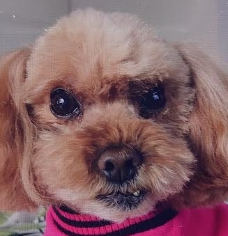 下松市Ｈ様犬のメグちゃん