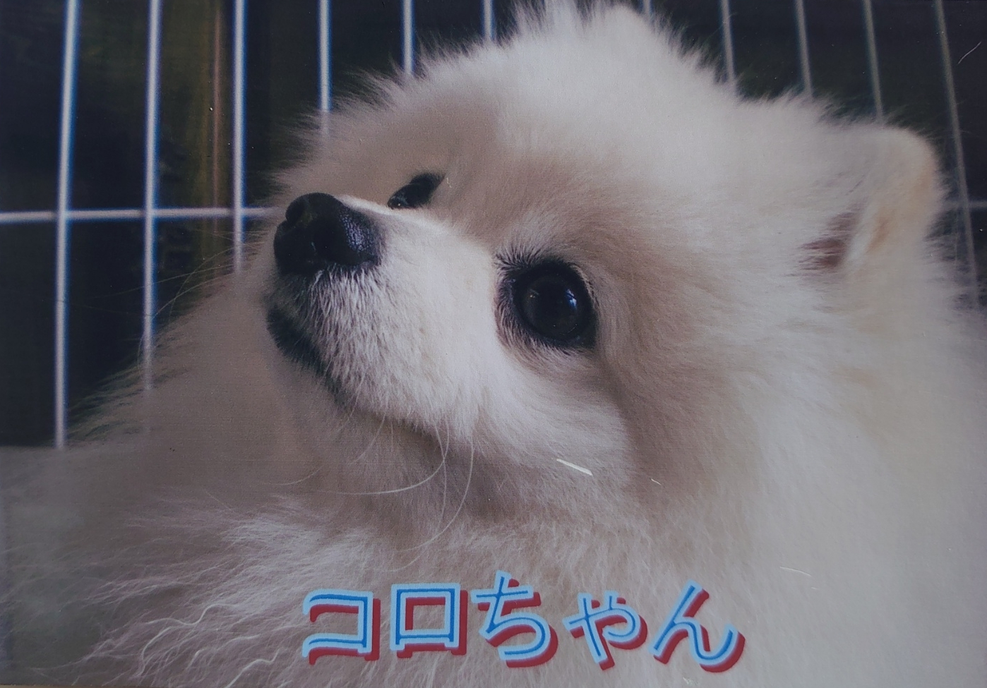 下松市N様犬のコロくん