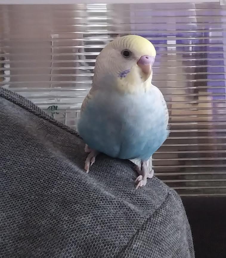 田布施町S様セキセイインコのふ～ちゃん | 小田ペット葬祭