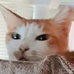 柳井市Ｕ様猫のぶぅーニャンちゃん