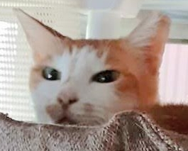 柳井市Ｕ様猫のぶぅーニャンちゃん