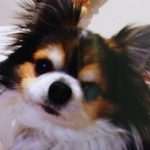 周南市Ｎ様犬のココくん