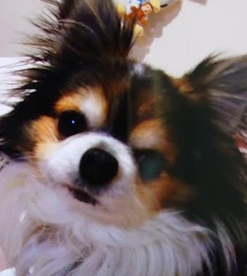 周南市Ｎ様犬のココくん