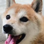 光市Ｓ様犬のランちゃん