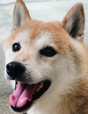 光市Ｓ様犬のランちゃん