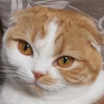 周南市Ｍ様猫の琥珀ちゃん