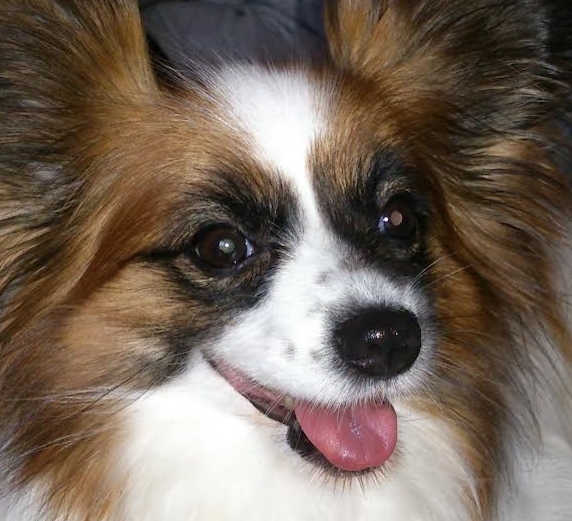 柳井市Ｅ様犬の小春ちゃん