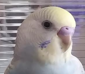 田布施町Ｓ様セキセイインコのふ～ちゃん
