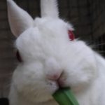 周南市Ｈ様兎の萌々ちゃん