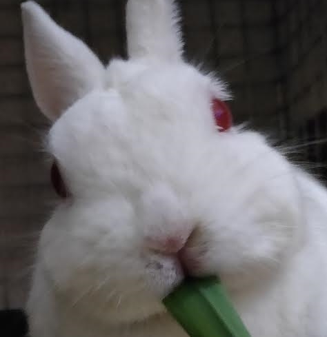 周南市Ｈ様兎の萌々ちゃん