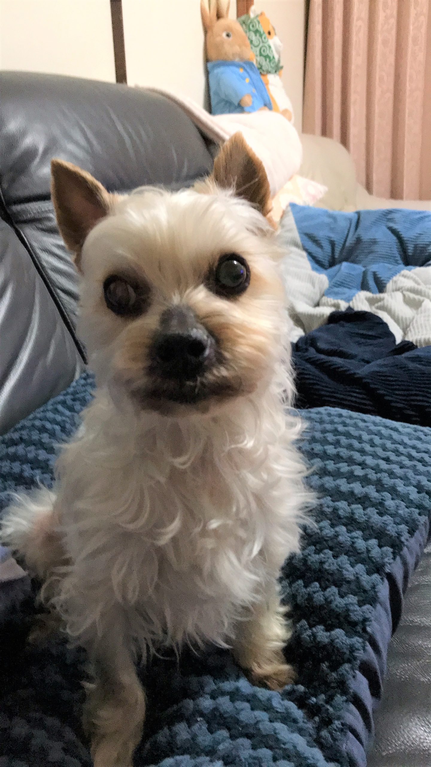 周南市Ｋ様犬の浅葱くん