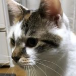 柳井市Ｋ様猫のもやちゃん