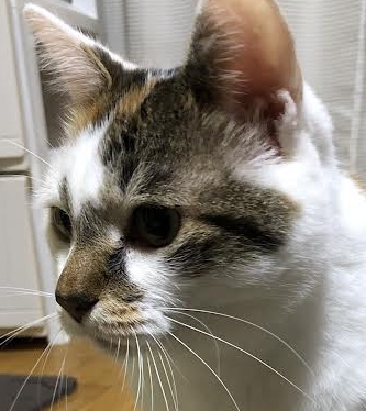 柳井市Ｋ様猫のもやちゃん