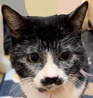 平生町Ｆ様猫のチビちゃん