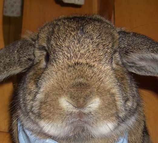 柳井市Ｎ様うさぎの空くん