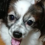 周南市Ｎ様犬のゆきちゃん