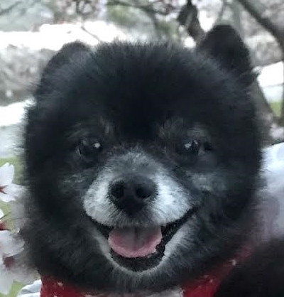 田布施町Ｓ様犬のチィくん