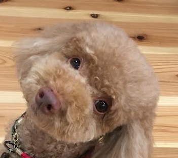 岩国市Ｎ様犬のテンくん
