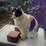 周南市M様猫のミケちゃん