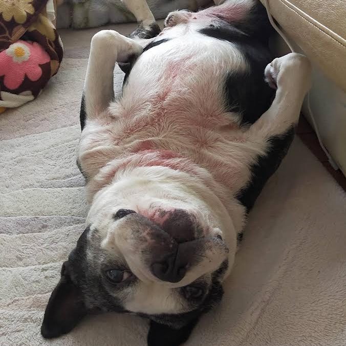 下松市S様犬の のはらくん