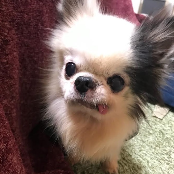 周南市K様犬のシルヴァちゃん