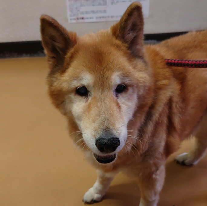 周南市O様犬のななこちゃん
