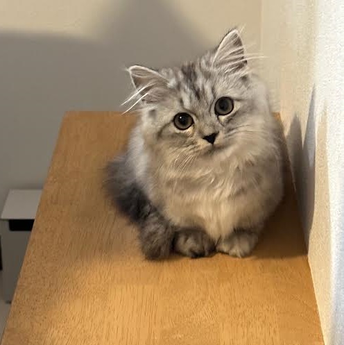 周南市A様猫のシャーリーちゃん