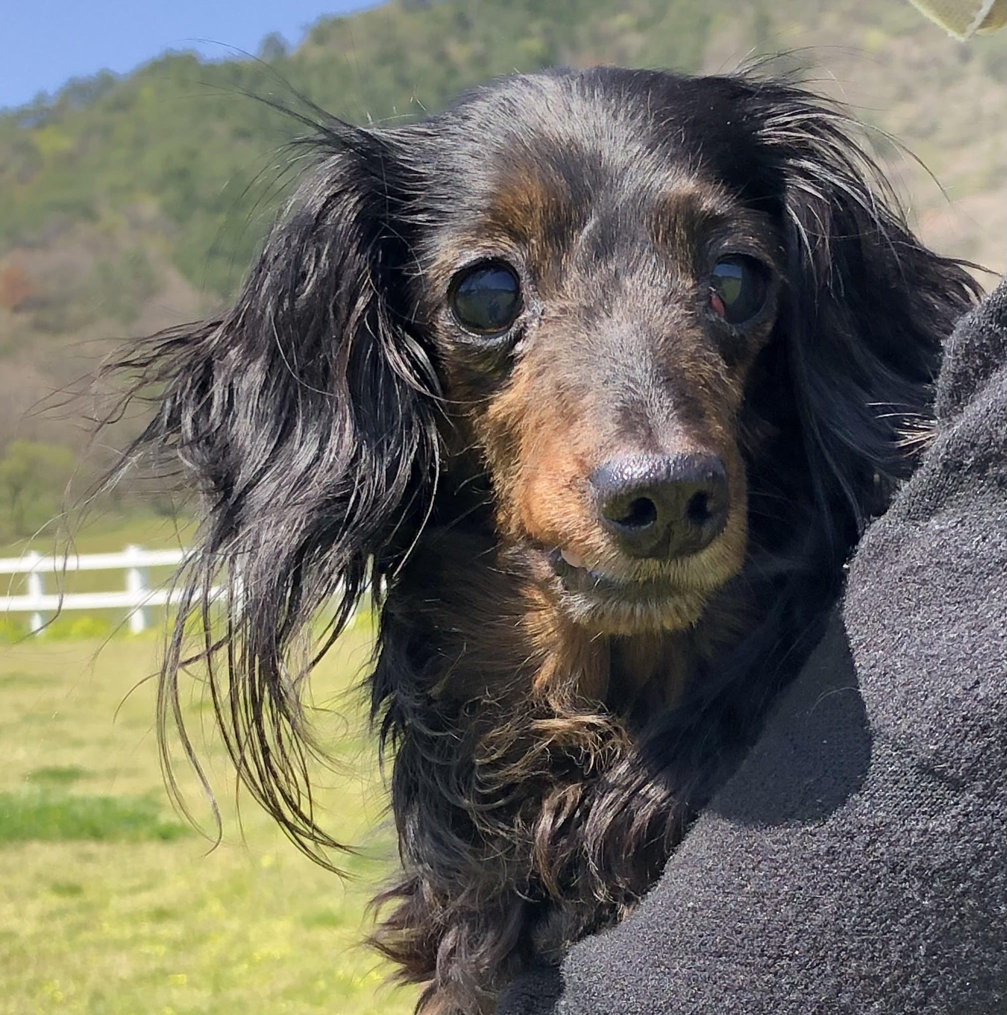 光市M様犬のこゆきちゃん