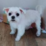 岩国市M様犬の桃子ちゃん