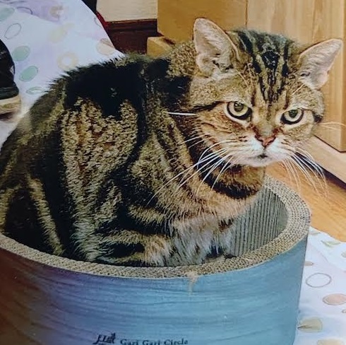 周南市M様猫のラマダンくん