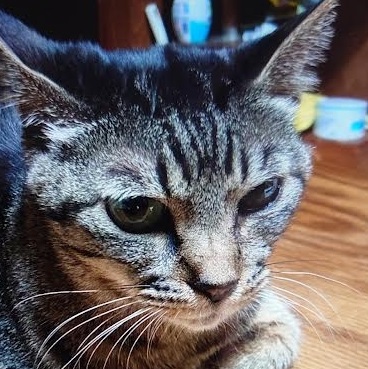 下松市O様猫のミミちゃん