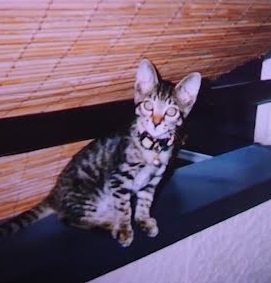 柳井市K様猫のニャン太郎くん