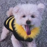 下松市M様犬のはなちゃん