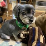 柳井市S様犬のロンくん