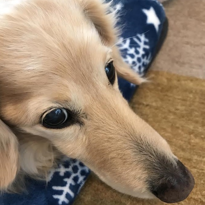 柳井市A様犬のアルフくん