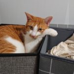 柳井市N様猫のクッキーちゃん