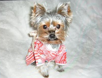 田布施町K様犬のベティちゃん