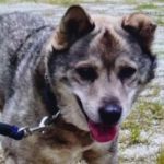 周南市M様犬のペルちゃん