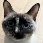 周南市N様猫のあんちゃん