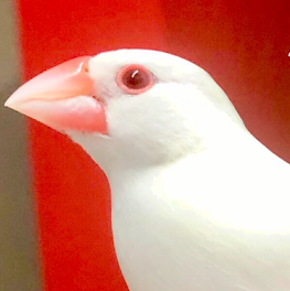 光市K様文鳥のマリーちゃん