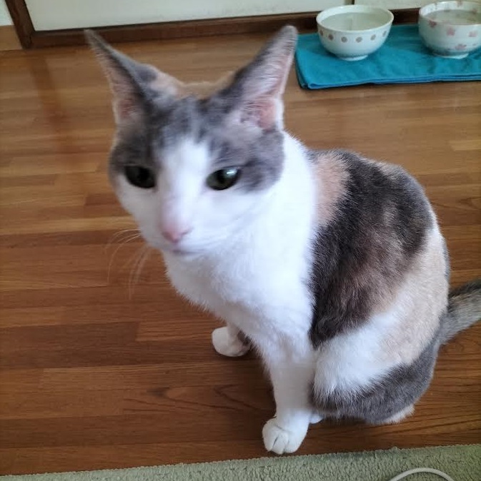 岩国市S様猫のミケちゃん