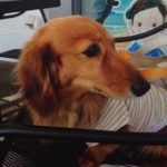 下松市Y様犬の太郎くん