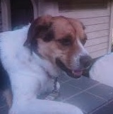 周南市A様犬のアーサーちゃん