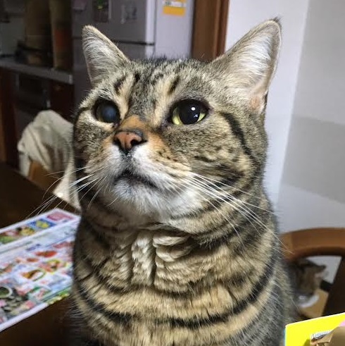 大竹市U様猫のちびちゃん